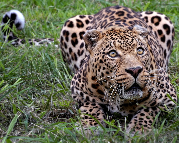 djur, natur, jaguarer, leopard (djur), HD tapet