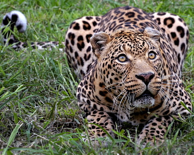 djur, natur, jaguarer, leopard (djur), HD tapet HD wallpaper