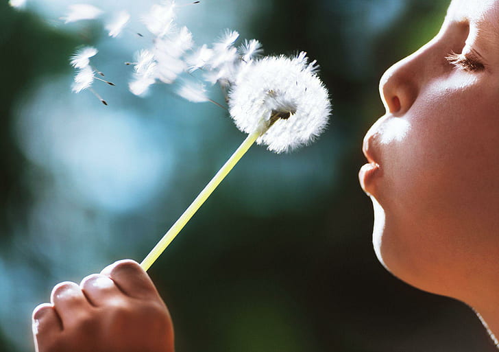 Child Boy Blowing одуванчик, белый цветок одуванчика, 1920x1354, ребенок мальчик, дует, одуванчик, растение, HD обои