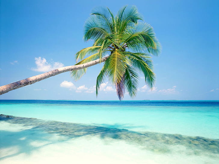 Praia azul, um coqueiro, coqueiro verde, Azul, Praia, Coco, Árvore, HD papel de parede