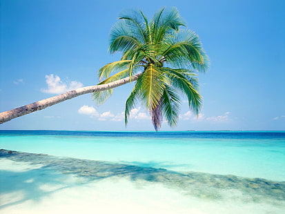 Błękitna plaża drzewo kokosowe, zielone drzewo kokosowe, Błękitna plaża, kokos, drzewo, Tapety HD HD wallpaper
