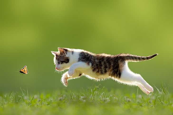 white and black tabby kitten, animals, cat, baby animals, nature, running, butterfly, grass, depth of field, kittens, HD wallpaper
