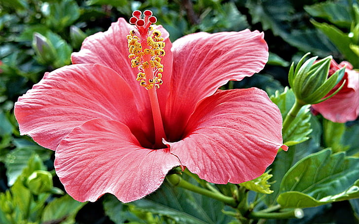 Hibiscus Rosa Sinensis Brilliant Tropical Hibiscus Color With Bright Red Ultra Hd Wallpapers For Desktop And Mobiles 5200×3250, HD wallpaper