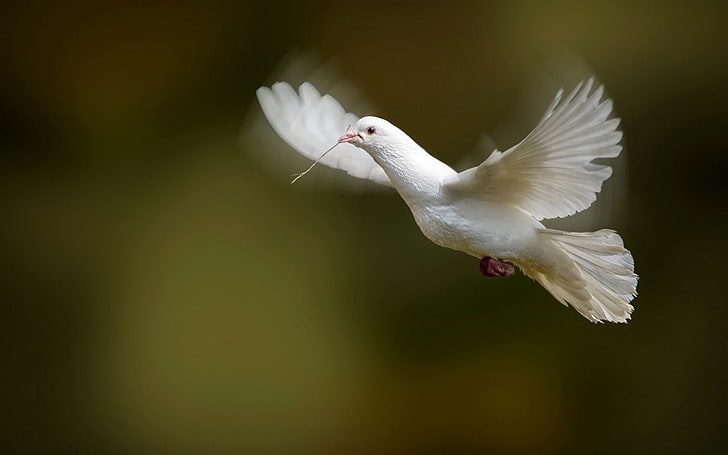 biała gołębica, ptak, gołąb, klapa, skrzydła, biała gołębica, Tapety HD