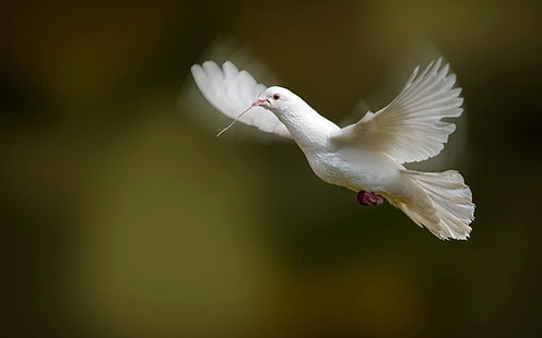бял гълъб, птица, гълъб, клапа, крила, бял гълъб, HD тапет HD wallpaper