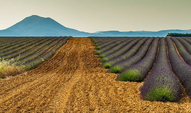 Franska lavendelfält, brun väg mellan växter, lavendel, doft, lila, frankrike, lavendel, vacker, blommor, provence, fält, lila, landsbygd, franska, fält, purp, HD tapet