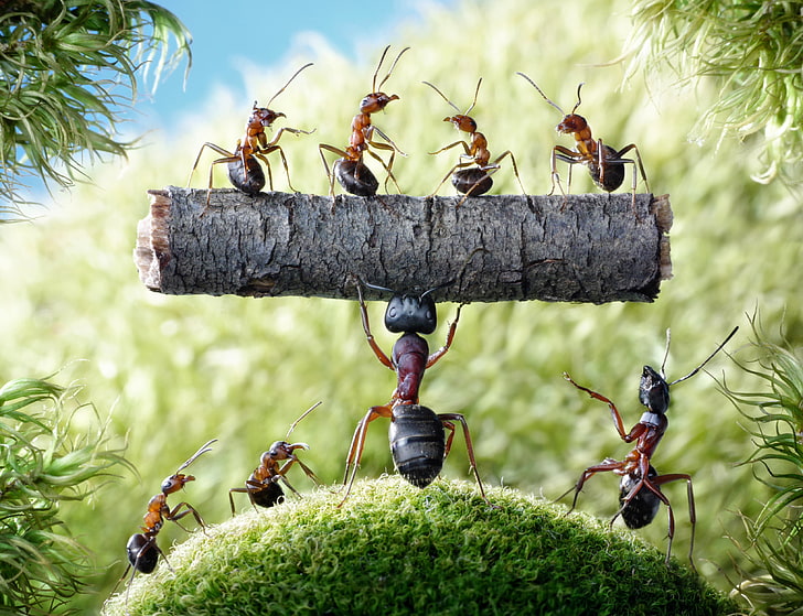 brown ants, summer, macro, insects, moss, the situation, ants, log, strongman, Wallpaper from lolita777, HD wallpaper