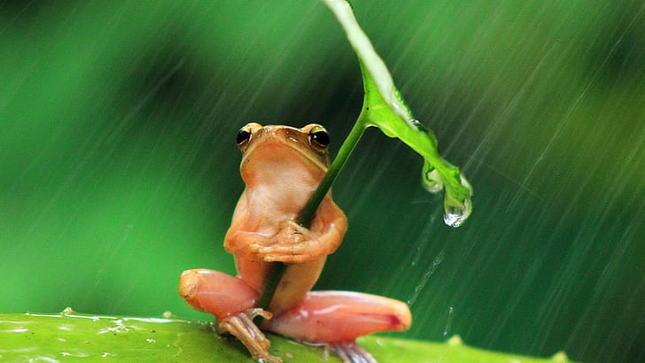 カエル、雨の滴、面白い、かわいい、雨が降っています、 HDデスクトップの壁紙