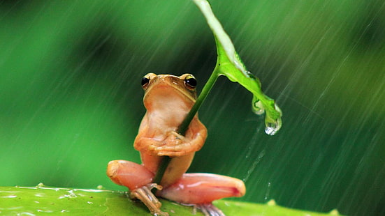 カエル、雨の滴、面白い、かわいい、雨が降っています、 HDデスクトップの壁紙 HD wallpaper