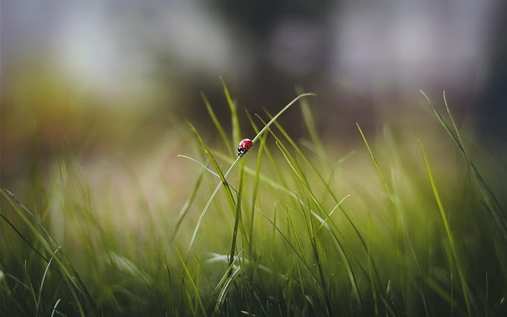 Rumput, daun, kumbang kecil, bokeh, kumbang merah pada tampilan rumput hijau, Rumput, Daun, Kumbang kecil, Bokeh, Wallpaper HD