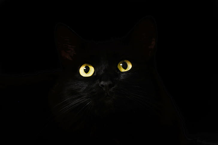 أسود ، يبحث ، عيون ، قطة ، نظرة ، يحدق، خلفية HD