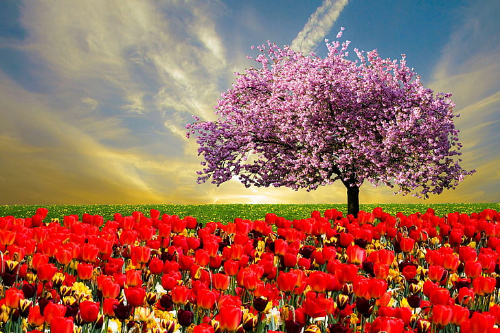 fleur d'amandier, amandier, fleur, pissenlit, émotion, fleurs, frhlingsanfang, carte de voeux, pré, signes de printemps, ciel, printemps, printemps, fièvre du printemps, fleurs de printemps, arbre, tulipes, Fond d'écran HD