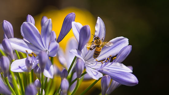 PC와 이동 전화 3840 × 2160를위한 자주색 꽃과 꿀벌 곤충 꽃 Hd 벽지, HD 배경 화면 HD wallpaper