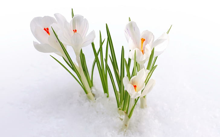 白クロッカス雪、白と緑の花、花、自然、白、クロッカス、雪、 HDデスクトップの壁紙
