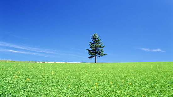albero solitario, cielo blu, campo, erba, albero solitario, prateria, cielo, prato, prateria, albero, giorno, pascolo, pianura, prato, Sfondo HD HD wallpaper