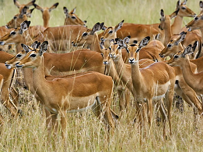 Gazelle Impala Antilopes africaines, antilopes, africaines, animaux, gazelles, cerfs, Fond d'écran HD HD wallpaper