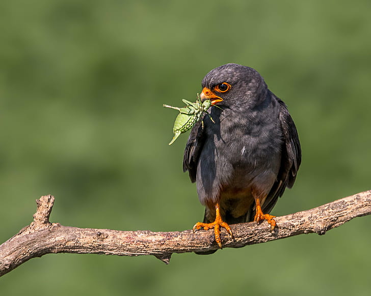 black bird on branch, red-footed falcon, red-footed falcon, Male, Red-footed Falcon, Lunch, black bird, branch, grasshopper, bird, animal, nature, wildlife, beak, carnivore, bird of Prey, animals Hunting, animals In The Wild, feather, looking, outdoors, HD wallpaper