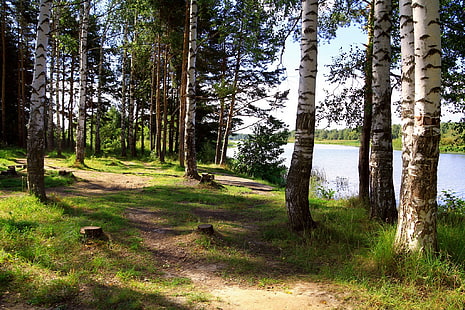 แม่น้ำรัสเซีย Yaroslavl Solonitsa แม่น้ำรัสเซีย Yaroslavl Solonitsa ต้นไม้ต้นเบิร์ชธรรมชาติรูปภาพ, วอลล์เปเปอร์ HD HD wallpaper