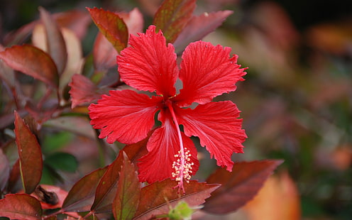 gros plan photographie d'hibiscus rouge, nature, plantes, fleurs, hibiscus, fleurs rouges, Fond d'écran HD HD wallpaper