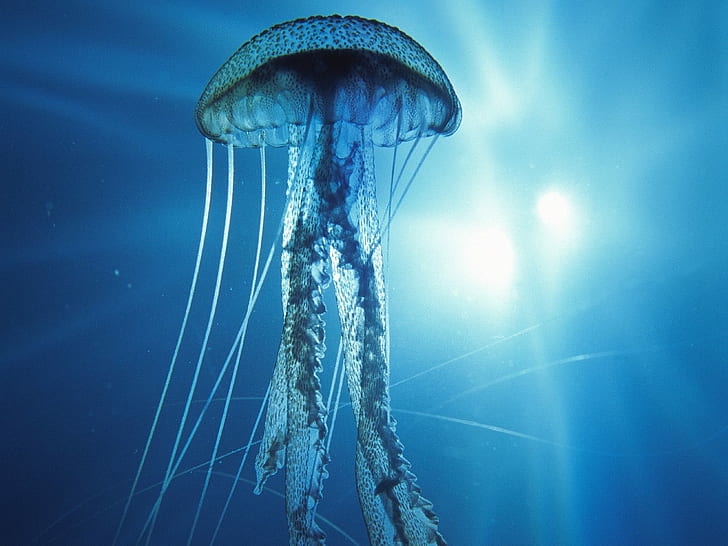 Animal, Jellyfish, Bright, Dark Background, white jelly fish, animal, jellyfish, bright, dark background, HD wallpaper