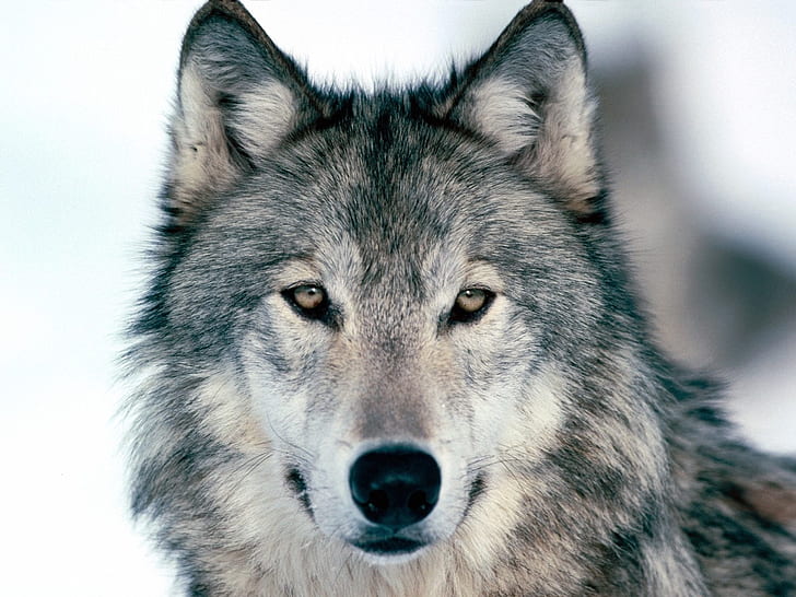 красив вълк Животни бозайници ВЪЛК вълци HD, животни, вълк, вълци, бозайници, HD тапет