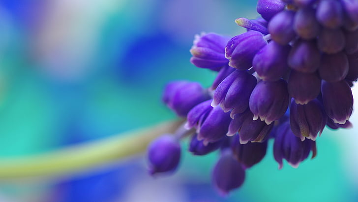 Muscari, 5k, 4k Tapete, Blumen, lila, HD-Hintergrundbild