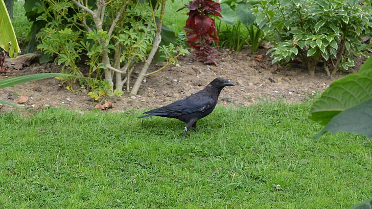 black raven, green, grass, crow, birds, HD wallpaper