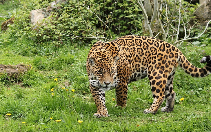adult leopard, leopard, grass, walk, HD wallpaper