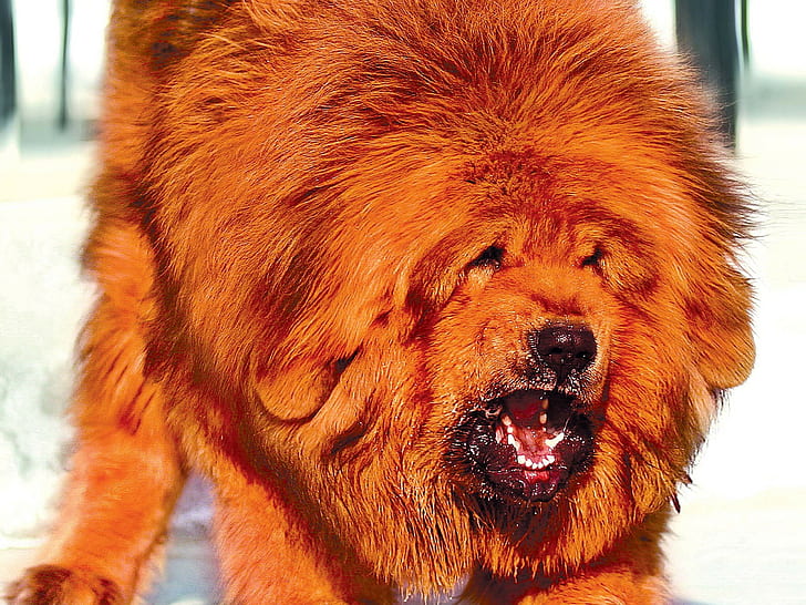 dog tibetan mastiff, HD wallpaper