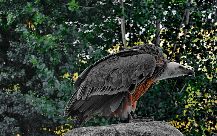 vulture, HD wallpaper