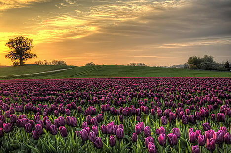 Campo de tulipas na Dinamarca, Dinamarca, campo, tulipas, céu, pôr do sol, natureza, HD papel de parede HD wallpaper