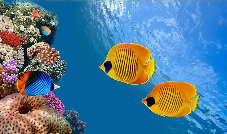 илюстрация с различни цветове, океан, риба, Тайланд, под вода, под вода, океан, риф, колонии от корали, коралова колония, залив Сиам, HD тапет