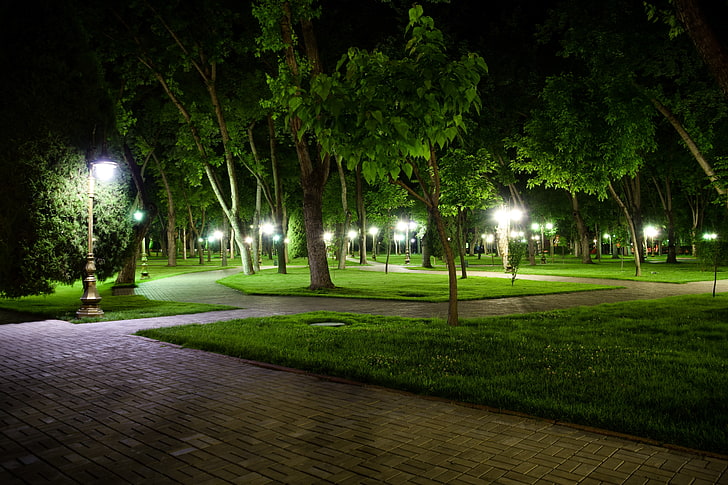 lote de árboles de hojas verdes, naturaleza, noche, larga exposición, parque, Uzbekistán, Fondo de pantalla HD
