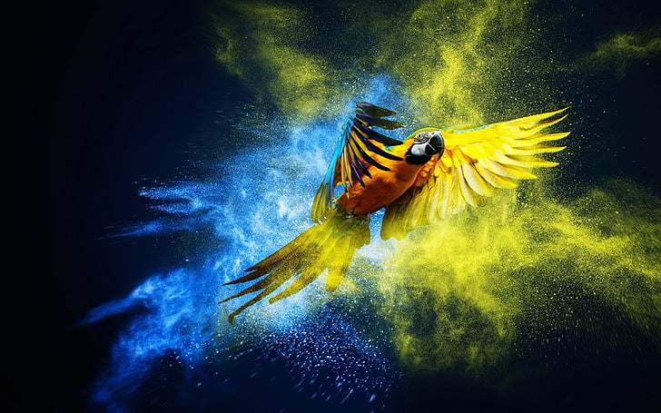 Aves, arara azul e amarela, HD papel de parede