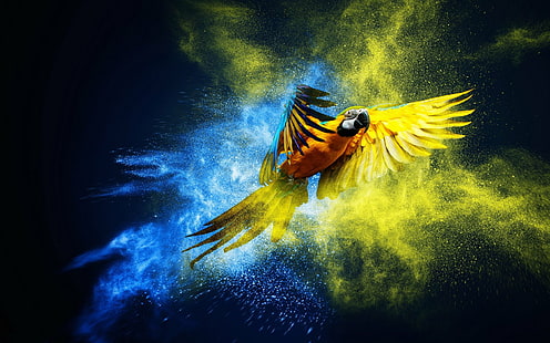 鳥、青と黄色のコンゴウインコ、 HDデスクトップの壁紙 HD wallpaper