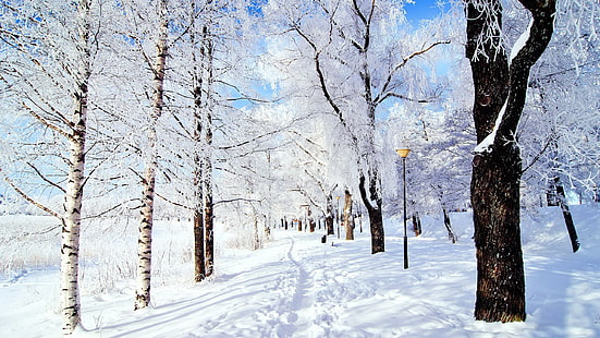vinter scener skrivbordsbakgrunder 2560x1440, HD tapet HD wallpaper