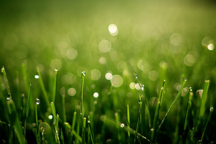 макро фотография на зелена тревна площ, сутрешна роса, макро фотография, зелена трева, поле, боке, dof, природа, еко, трева, зелен цвят, свежест, капка, лято, ливада, едър план, роса, фонове, среда, пролет , растение, мокро, HD тапет
