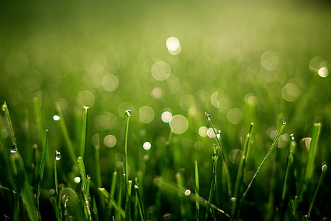 緑の芝生フィールド、朝露、マクロ撮影、緑の芝生、フィールド、ボケ、自由度、自然、エコ、草、緑の色、鮮度、ドロップ、夏、草原、クローズアップ、露、背景、環境、春のマクロ撮影、植物、ウェット、 HDデスクトップの壁紙 HD wallpaper