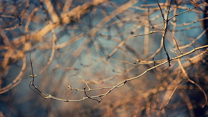 rama de árbol marrón, macro, naturaleza, ramitas, profundidad de campo, Fondo de pantalla HD