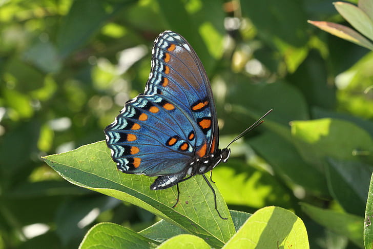 синяя, оранжевая и черная бабочка на зеленом листе на фотографии крупного плана, пятнистая, пятнистая, красная пятнистая пурпурная, фиолетовая синяя, голубая, оранжевая, черная бабочка, зеленый лист, фотоснимок крупным планом, Северная Каролина, Ричмонд, графство Limenitis arthemis astyanax, частота,волны, бабочка, тонкопленочные помехи, синий апельсин, мимика, pipevine swallowtail, насекомое, природа, бабочка - насекомое, животное, крыло животного, красота В природе, разноцветная, живая природа, HD обои