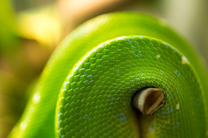 зелено-белый пластиковый контейнер, змея, животные, природа, макро, крупным планом, HD обои