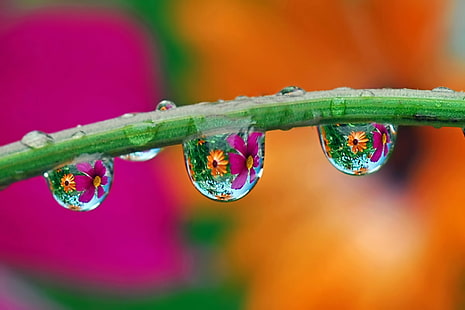 макро фото воды росы на зеленом растении пар, капли дождя, сады, макро, фото, вода, зеленое растение, пар, капли, капли, преломление, природа, капля, крупный план, роса, зеленый цвет, капли дождя, HD обои HD wallpaper