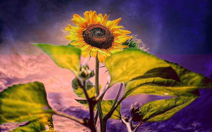 Sunflower, purple background, Sunflower, Purple, Background, HD wallpaper