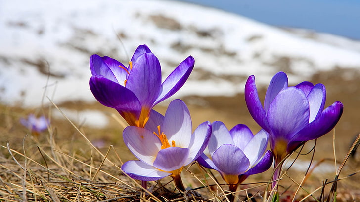 purple flowers, snowdrops, plant, petals, HD wallpaper