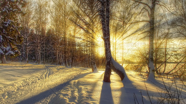 борова гора с изпъкнали лъчи, зима, път, гора, небе, сняг, дървета, пейзаж, природа, бял, небе, залез, красива, готина, хубава, пътека, HD тапет