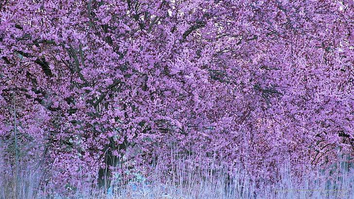 Spring Bloom, Vancouver Island, British Columbia, Spring/Summer, HD wallpaper
