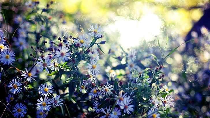 biała stokrotka, kwiaty, kwiat, kwitnienie, małe, Tapety HD