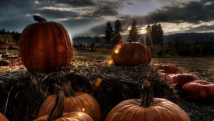 pumpkin, gourd, pumpkins, calabaza, autumn, halloween, sky, landscape, still life photography, HD wallpaper