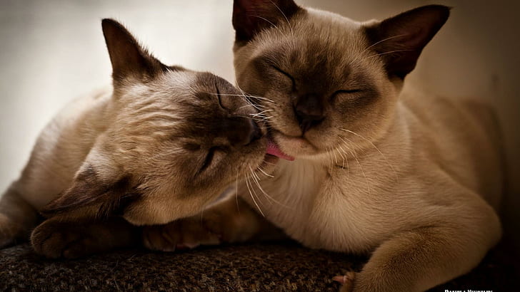 Две сиамски котенца, котешки, котенца, сиамски, целуващи се, сладки, животни, HD тапет