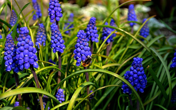 紫の花、自然、蜂、花、ムスカリ、青い花、 HDデスクトップの壁紙